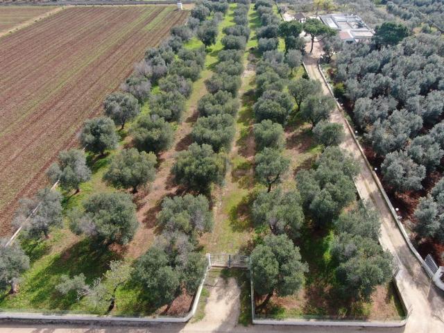 Terreno in vendita a Pantanagianni, Puglia