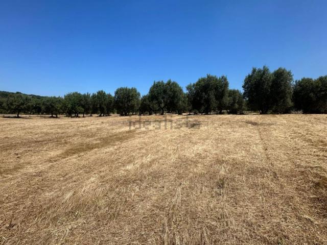 Terreno in vendita a Puglia, Brindisi