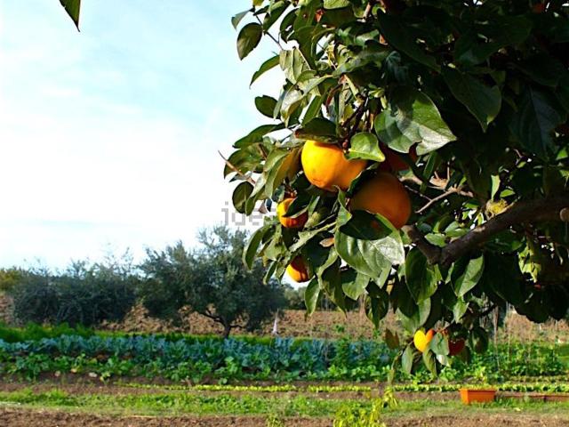Terreno in vendita a Piano Marina, Marche