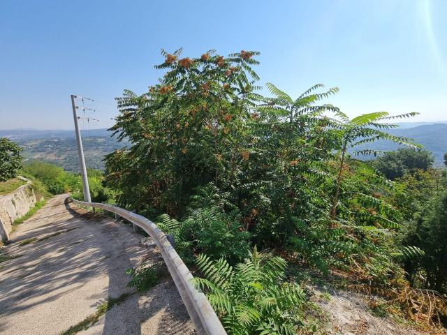 Terreno in vendita a Lapio, Campania