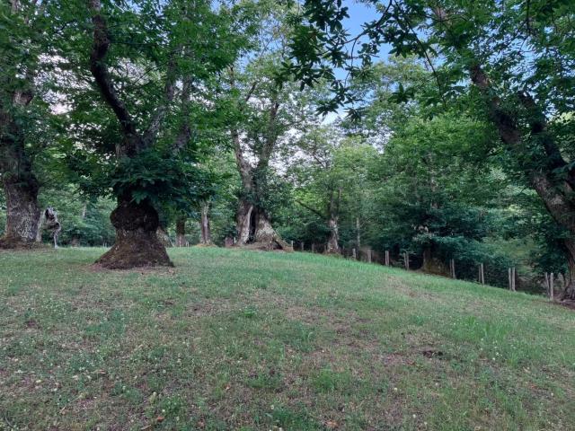 Terreno in vendita a Canepina, Lazio