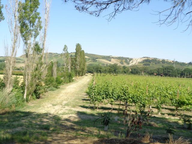 Terreno in vendita a Nuovo Circondario Imolese, Imola