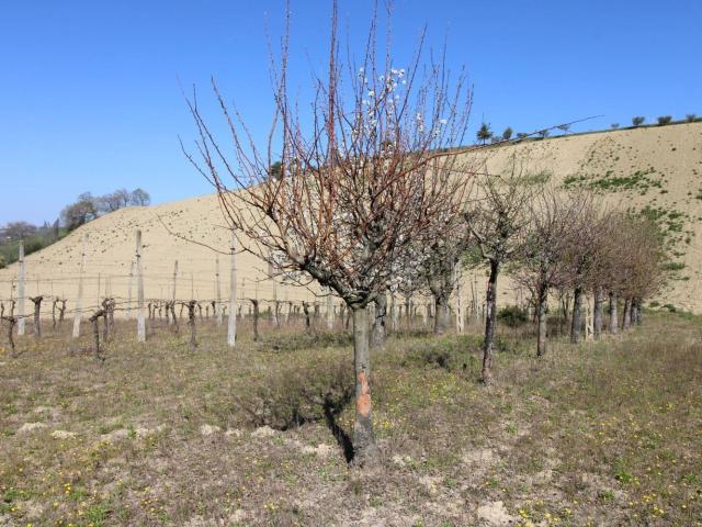 Terreno in vendita a Marche, Fermo