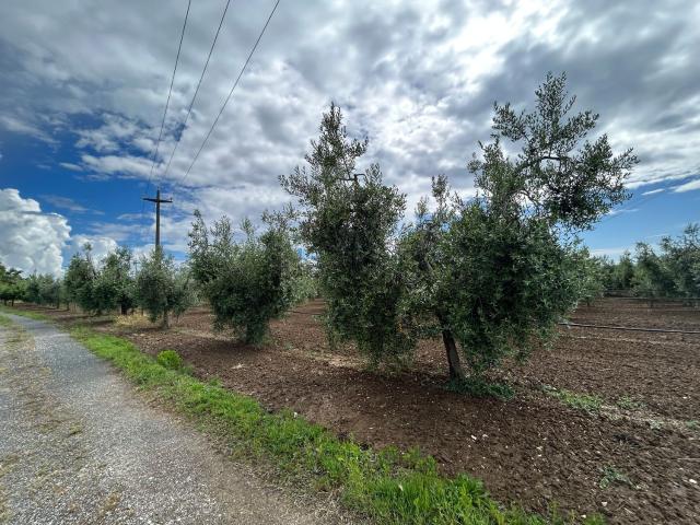 Terreno in vendita a Bibbona, Toscana