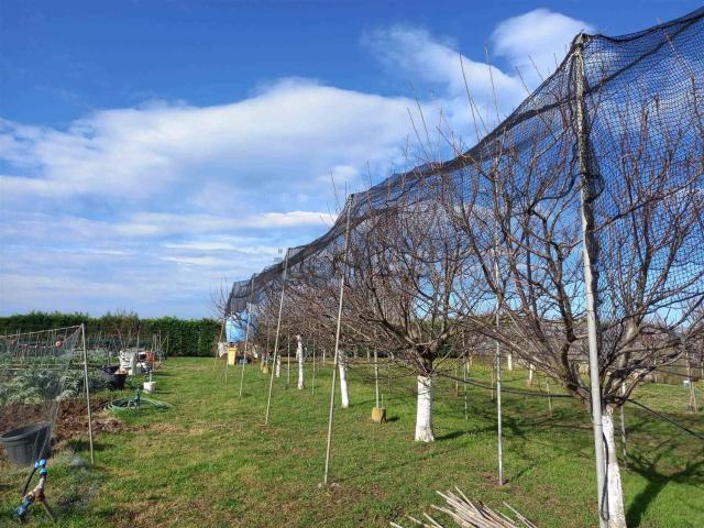 Terreno in vendita a Rosignano Marittimo, Toscana