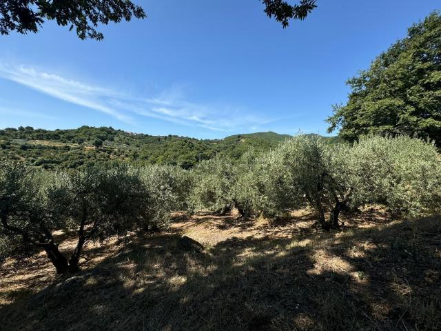 Terreno in vendita a Canepina, Lazio