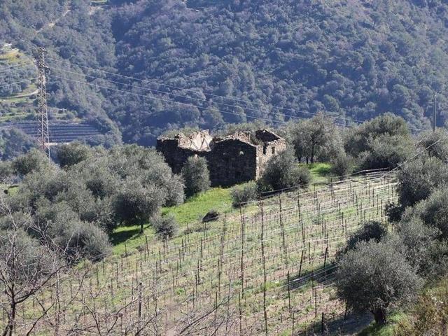 Terreno in vendita a Camporosso, Liguria