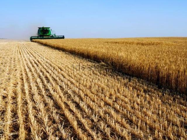 Terreno in vendita a Madonna dell'Albero, Ravenna