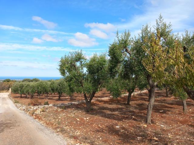 Terreno in vendita a Ostuni, Brindisi