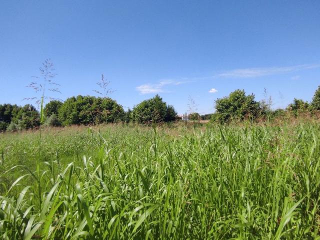 Terreno in vendita a Cagnano, Pojana Maggiore