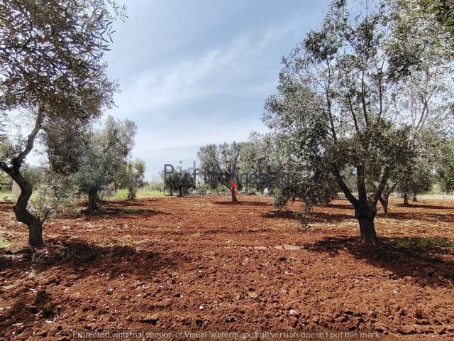 Terreno in vendita a Puglia, Brindisi