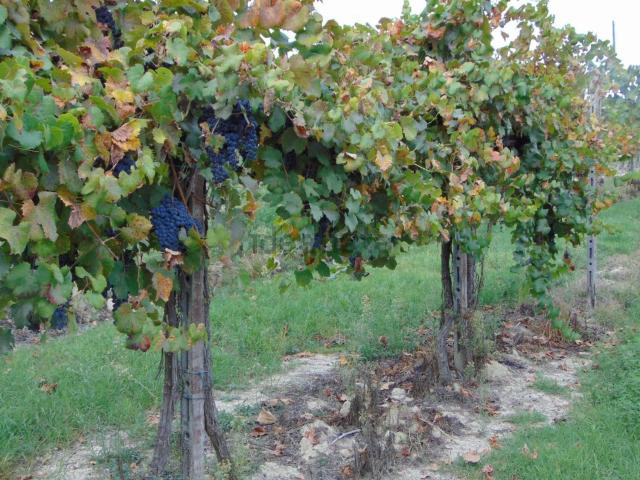 Terreno in vendita a Nizza Monferrato, Asti