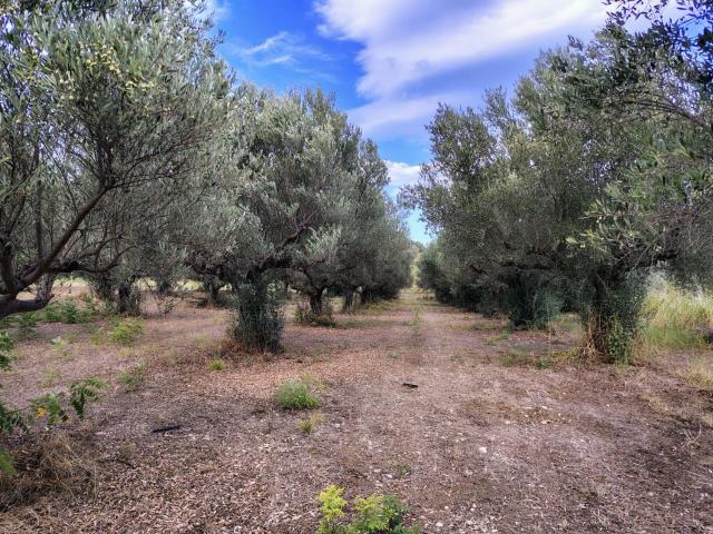 Terreno in vendita a Lanciano, Abruzzo