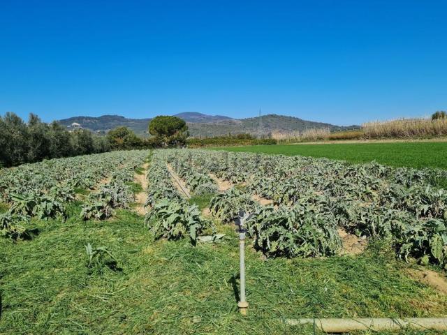 Terreno in vendita a Campiglia Marittima, Toscana