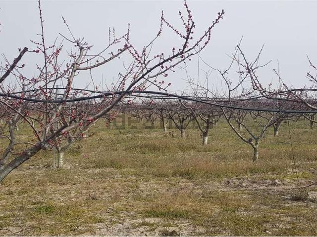 Terreno in vendita a Puglia, Foggia