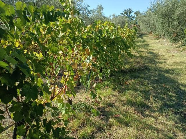 Terreno in vendita a Bocchignano, Montopoli di Sabina