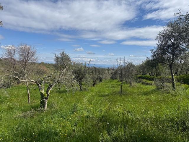 Terreno in vendita a Vallerano, Lazio