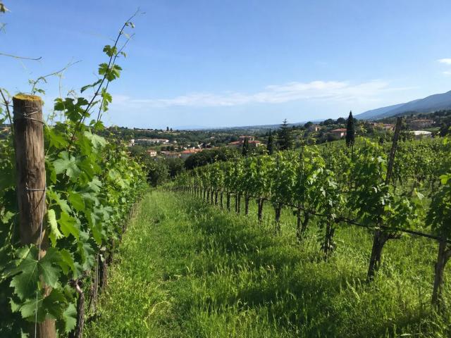 Terreno in vendita a Marano Di Valpolicella, Veneto