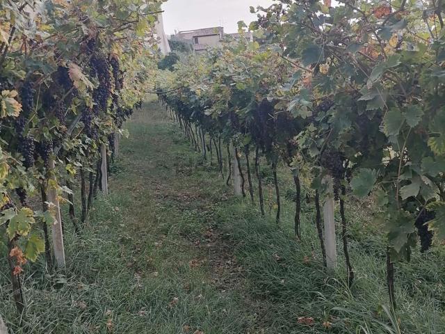 Terreno in vendita a Monte, Colognola Ai Colli