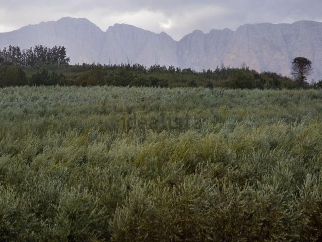 Terreno in vendita a Calabria, Reggio Calabria