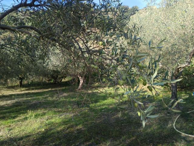 Terreno in vendita a Spadafora, Sicilia