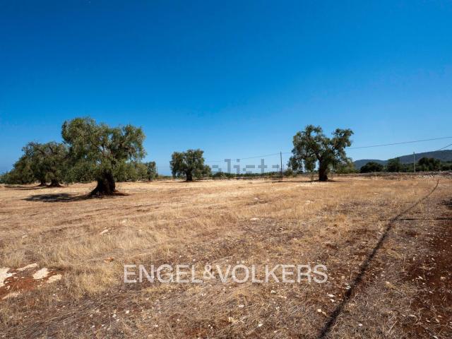 Terreno in vendita a Fasano, Brindisi