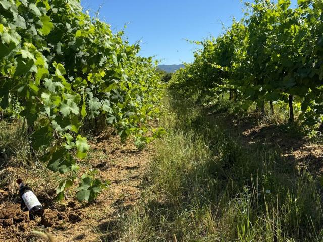 Terreno in vendita a Laterina Pergine Valdarno, Pergine Valdarno
