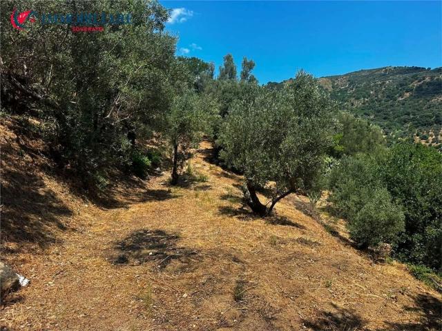 Terreno in vendita a Calabria, Catanzaro