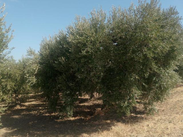 Terreno in vendita a Puglia, Foggia