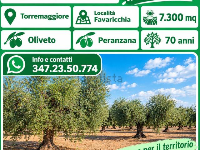 Terreno in vendita a Torremaggiore, Foggia