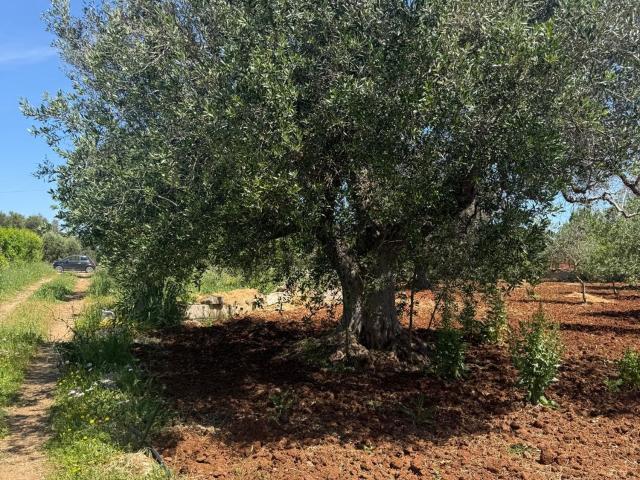 Terreno in vendita a Puglia, Brindisi