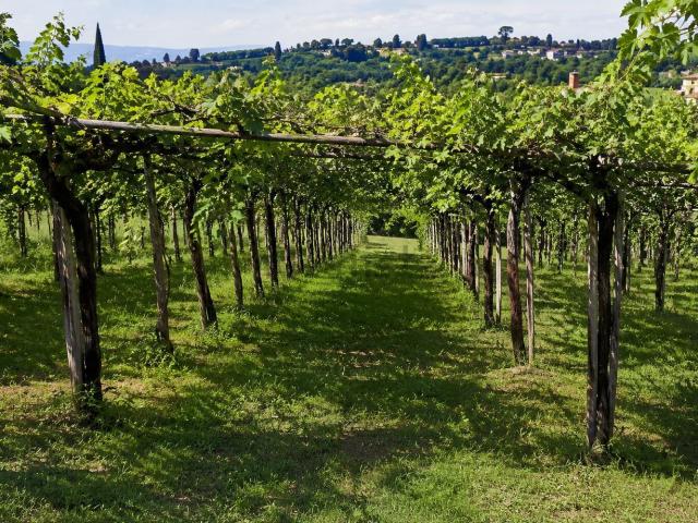 Terreno in vendita a San Pietro In Cariano, Veneto