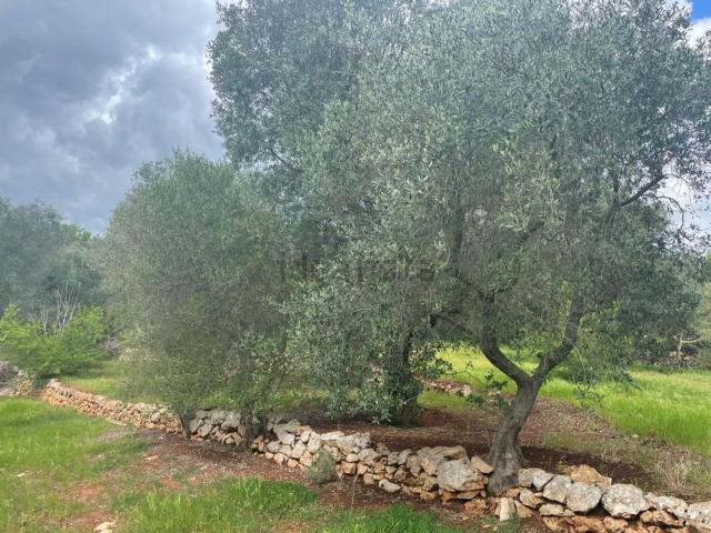 Terreno in vendita a Ceglie Messapica