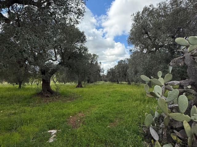 Terreno in vendita a Contrada Spierti, Puglia