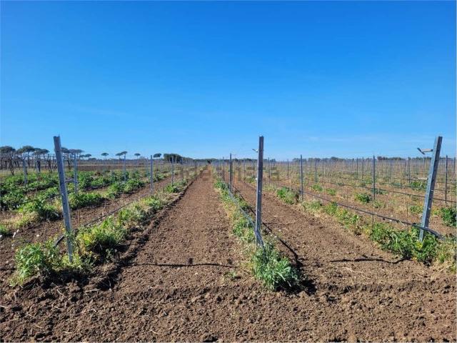 Terreno in vendita a Puglia, Foggia