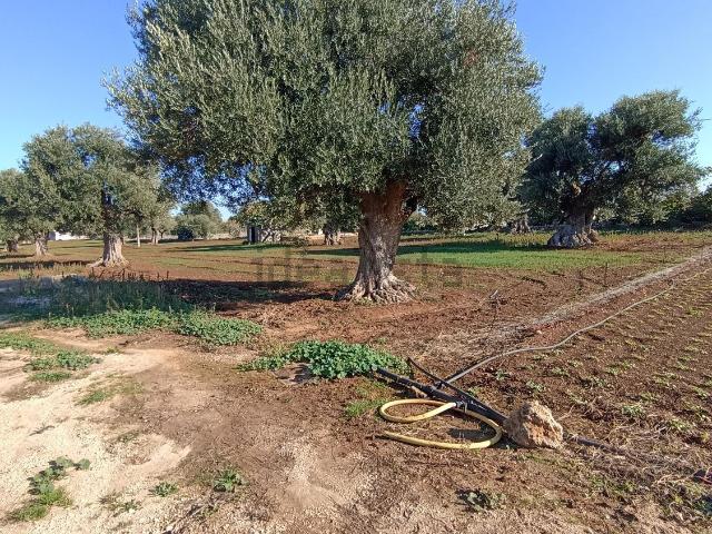 Terreno in vendita a Puglia, Brindisi