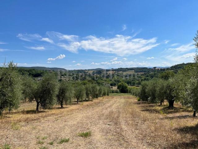 Terreno in vendita a Amelia, Umbria
