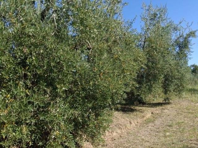Terreno in vendita a Montegonzi, Cavriglia