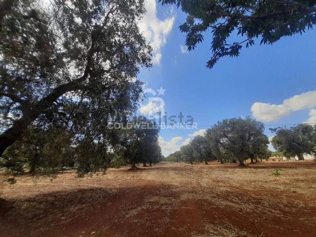 Terreno in vendita a Puglia, Brindisi