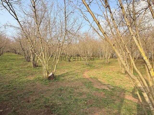 Terreno in vendita a Capranica, Lazio