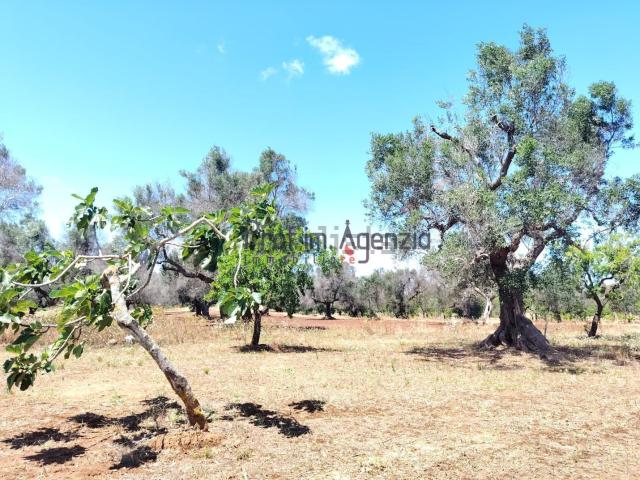 Terreno in vendita a Puglia, Brindisi