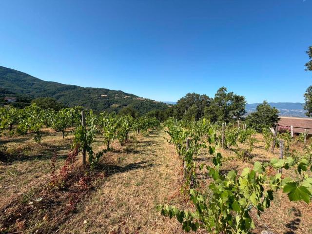 Terreno in vendita a Calabria, Cosenza