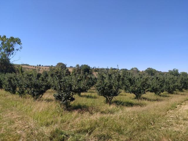 Terreno in vendita a Contrada Ricciola, Marche