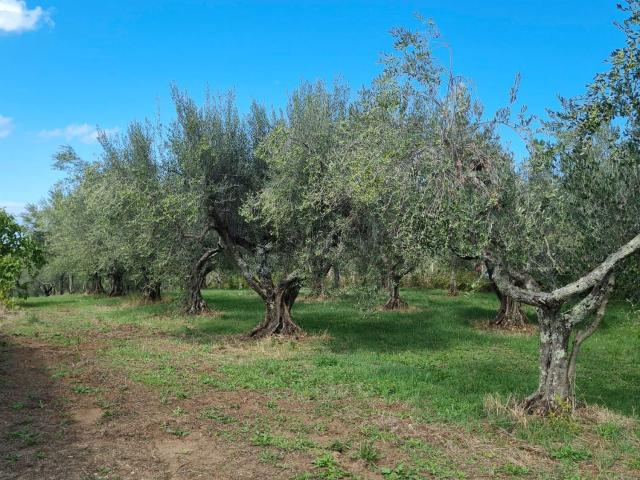 Terreno in vendita a Pietrara, Vetralla
