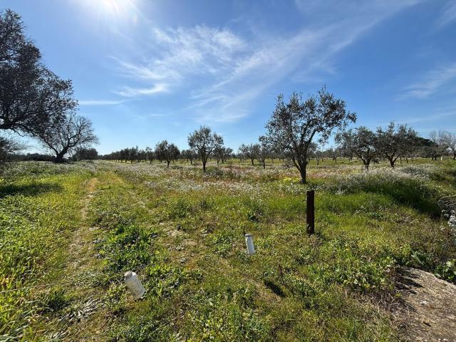 Terreno in vendita a Puglia, Brindisi