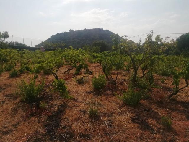 Terreno in vendita a Ragala, Nicolosi