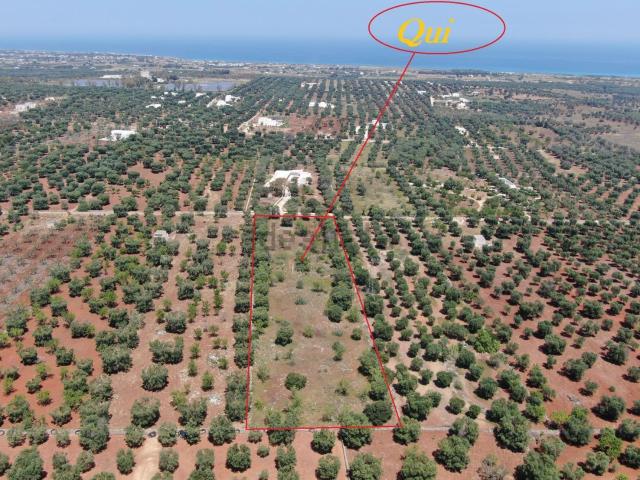 Terreno in vendita a Puglia, Brindisi