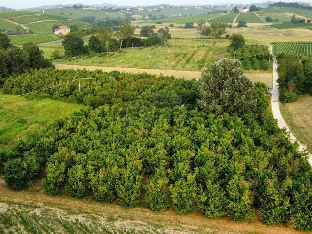 Terreno in vendita a Castagnole delle Lanze, Piemonte