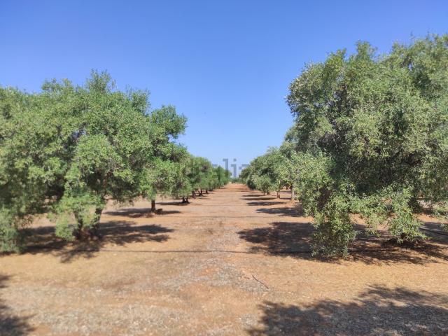 Terreno in vendita a Puglia, Brindisi