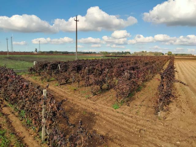 Terreno in vendita a Puglia, Taranto